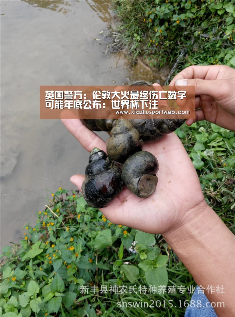 英国警方:伦敦大火最终伤亡数字可能年底公布:世界杯下注(图2) 世界杯下注平台